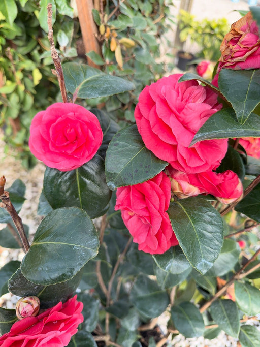 Camellia Jap. Rosedale's Beauty 15 Litre Pot
