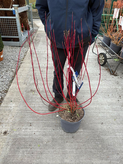 Cornus Baton Rouge 10 Litre Pot