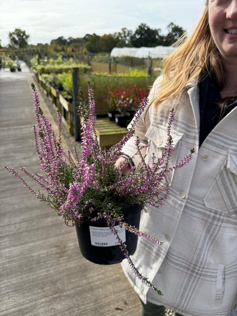 Calluna Vulgaris Angie 3 Litre Pot