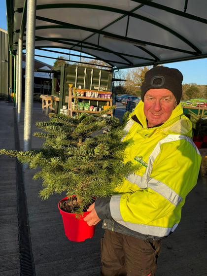 Abies Nordmannia 60cm 5 Litre Pot Grown