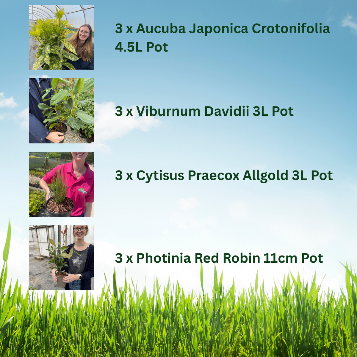 12 x Hardy Shrub Plants Border Pack