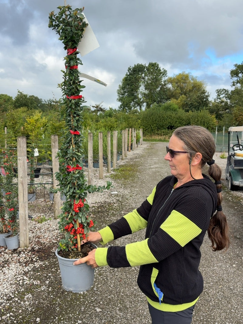Pyracantha Red Sapphire 4.5 Litre Pot 80/100cm