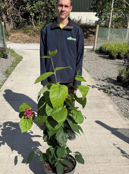 Calycanthus Hartlage Wine 20 Litre 80-100cm