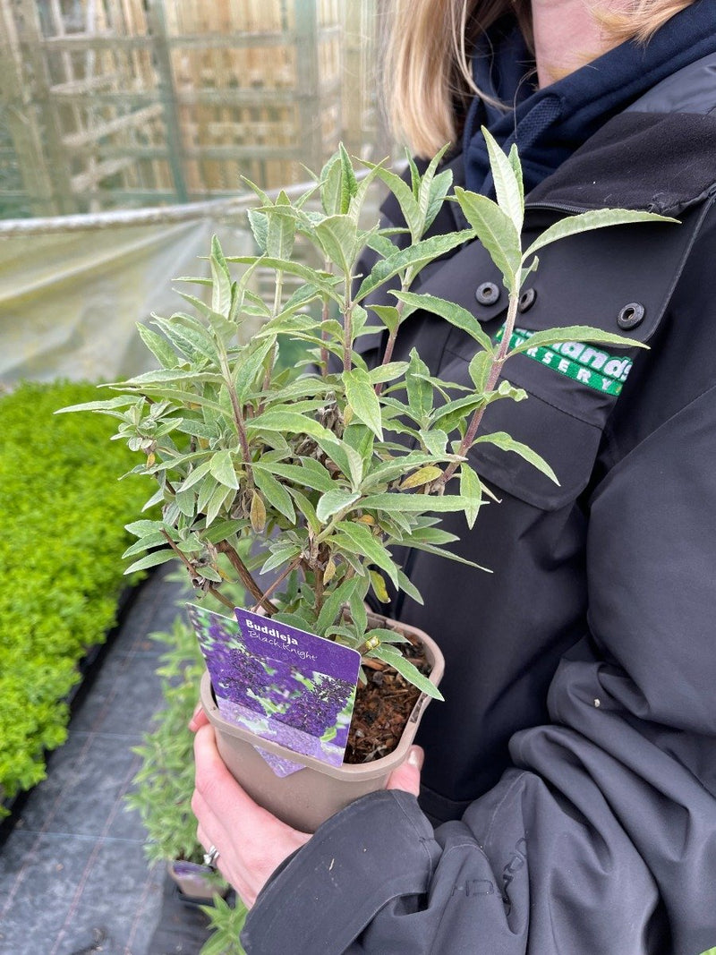 Buddleja davidii Black Knight 11cm Pot
