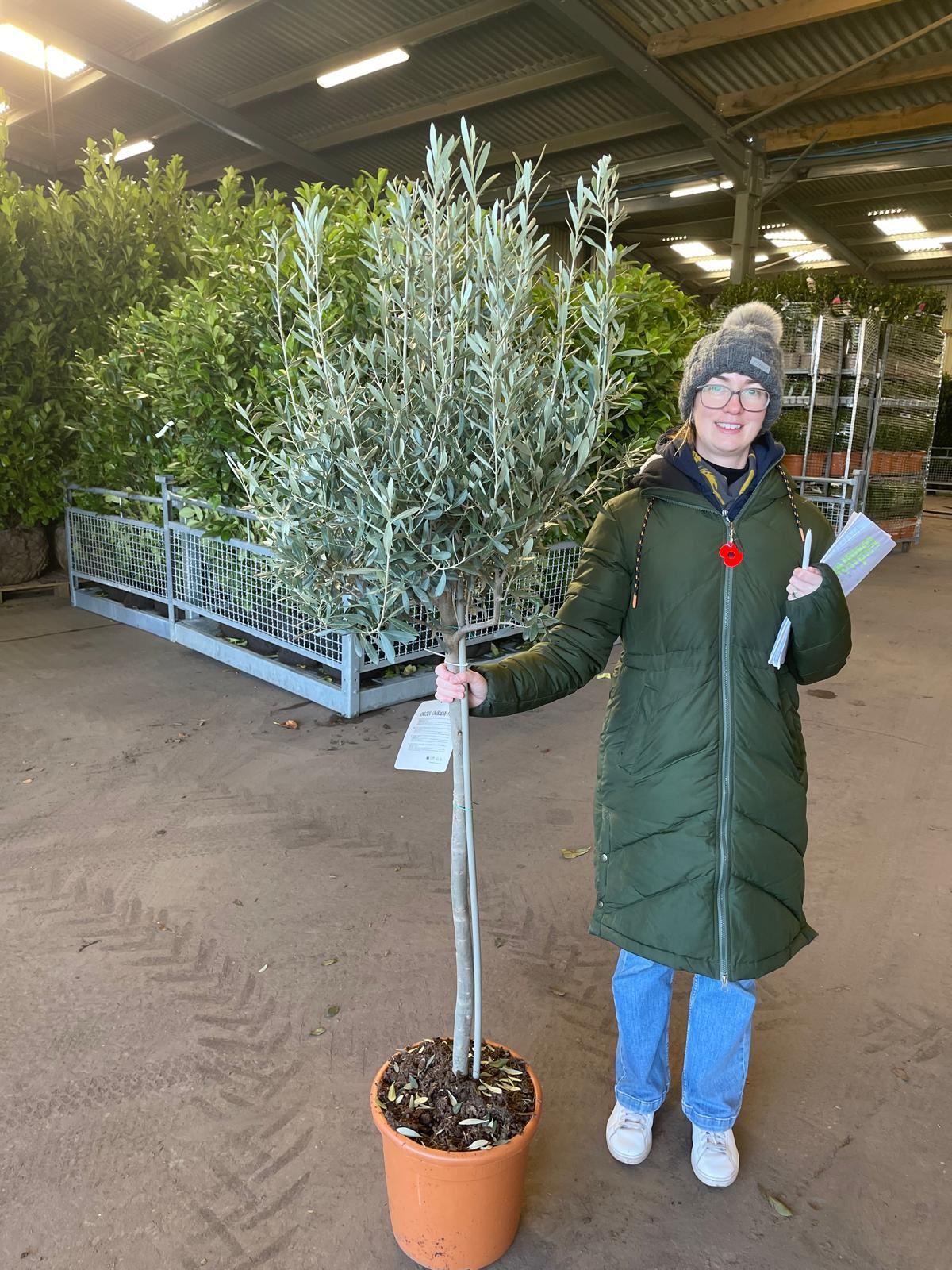 Olea Europea - Olive 1/2 Standard 18 Litre Pot 85/90 cm Stem