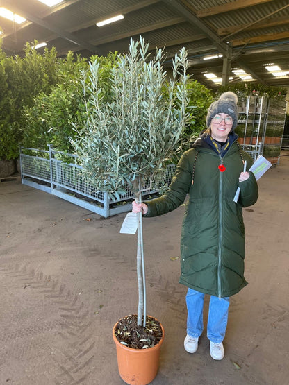 Olea Europea - Olive 1/2 Standard 18 Litre Pot 85/90 cm Stem