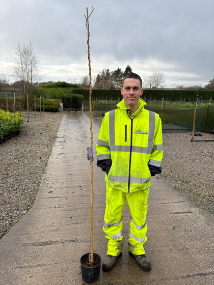 Wisteria Floribunda Macrobotrys 3 Litre Pot