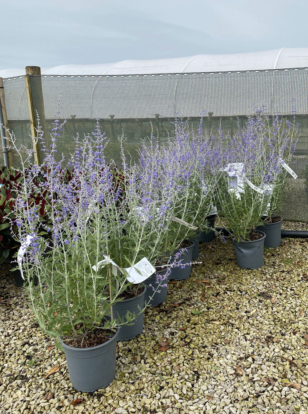Perovskia Blue Spire 4.5 Litre Pot