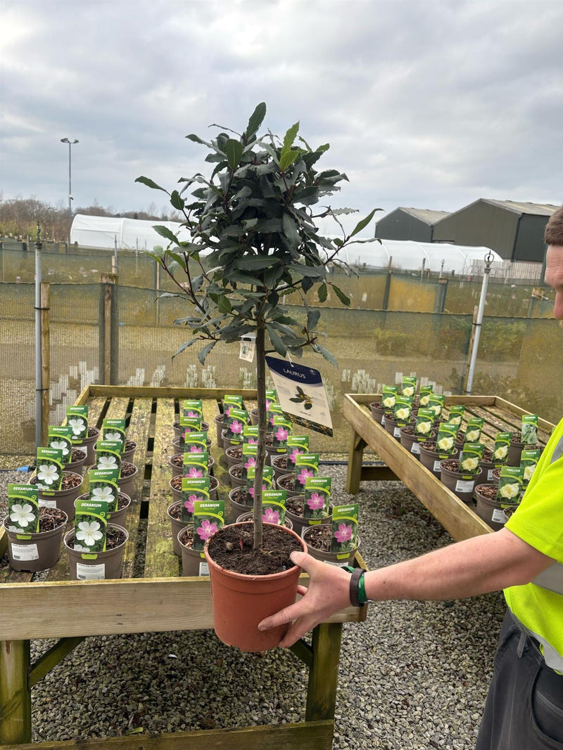 Laurus Nobilis Mini Standard 2 Litre Pot 35cm Stem