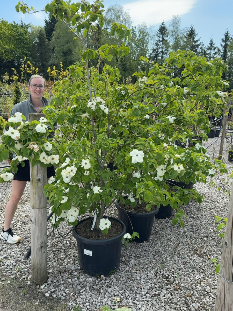 Cornus Nuttallii Eddies White Wonder 50 Litre Pot 150-175cm