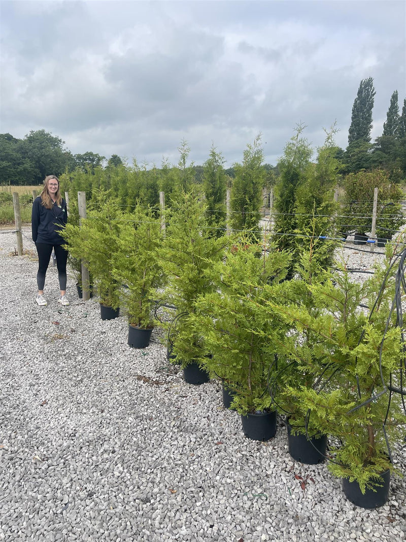 12 x Green Leylandii Hedging 7.5 Litre Pot 110/120cm Sell off