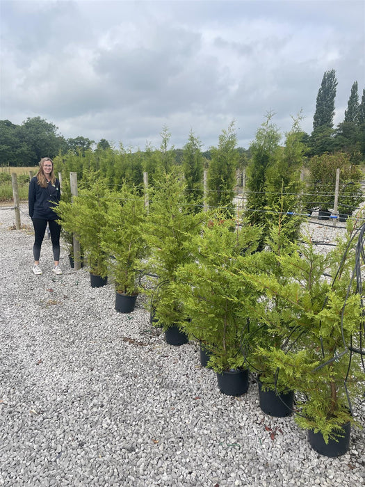 12 x Green Leylandii Hedging 7.5 Litre Pot 110/120cm Sell off