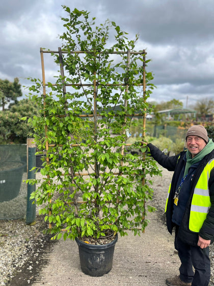 Carpinus Betulus Pleached Wall Frame 180cm Tall x 110cm Wide