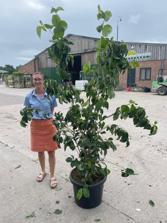 Cornus Nuttallii Eddies White Wonder 80 Litre Pot 200/250cm