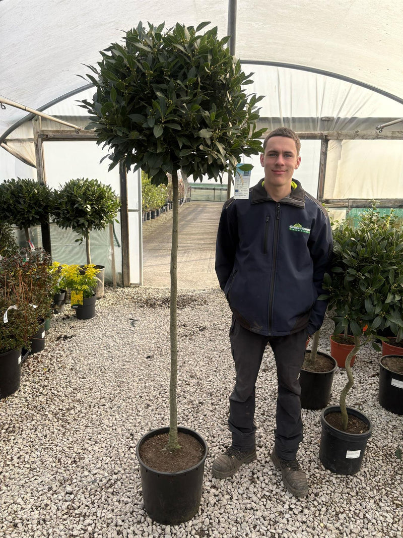 Laurus Nobilis 130cm Clear Trunk Standard 65/70cm Head