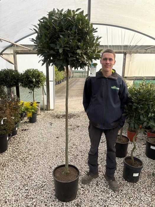 Laurus Nobilis 130cm Clear Trunk Standard 65/70cm Head