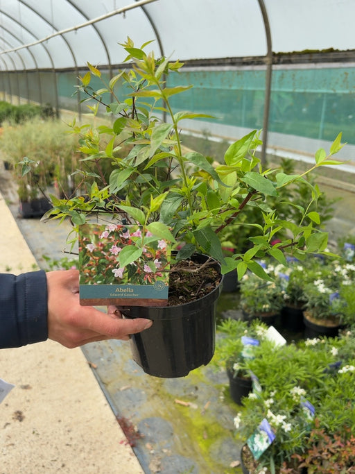 Abelia Edward Goucher 1.5 Litre Pot