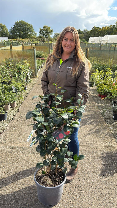 Camellia Japonica Bella Lamberti 15 Litre Pot