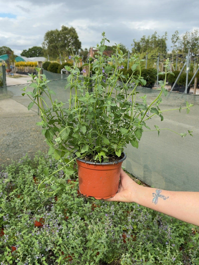 Nepeta Faassenii Six Hills Giant 2 Litre Pot