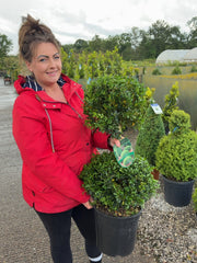 Buxus Sempervirens Duo-Ball Stack 70-80cm 7.5 Litre Pot