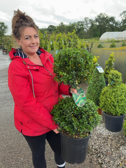 Buxus Sempervirens Duo-Ball Stack 70-80cm 7.5 Litre Pot