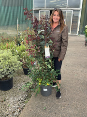 Cotinus cog. Dusky Maiden 12 Litre Pot 80/100cm
