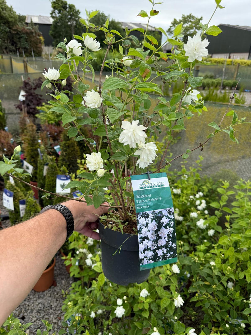 Philadelphus Pearls of Perfume 2.3 Litre Pot