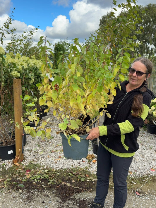 Cornus Mid Winter Fire 10 Litre Pot