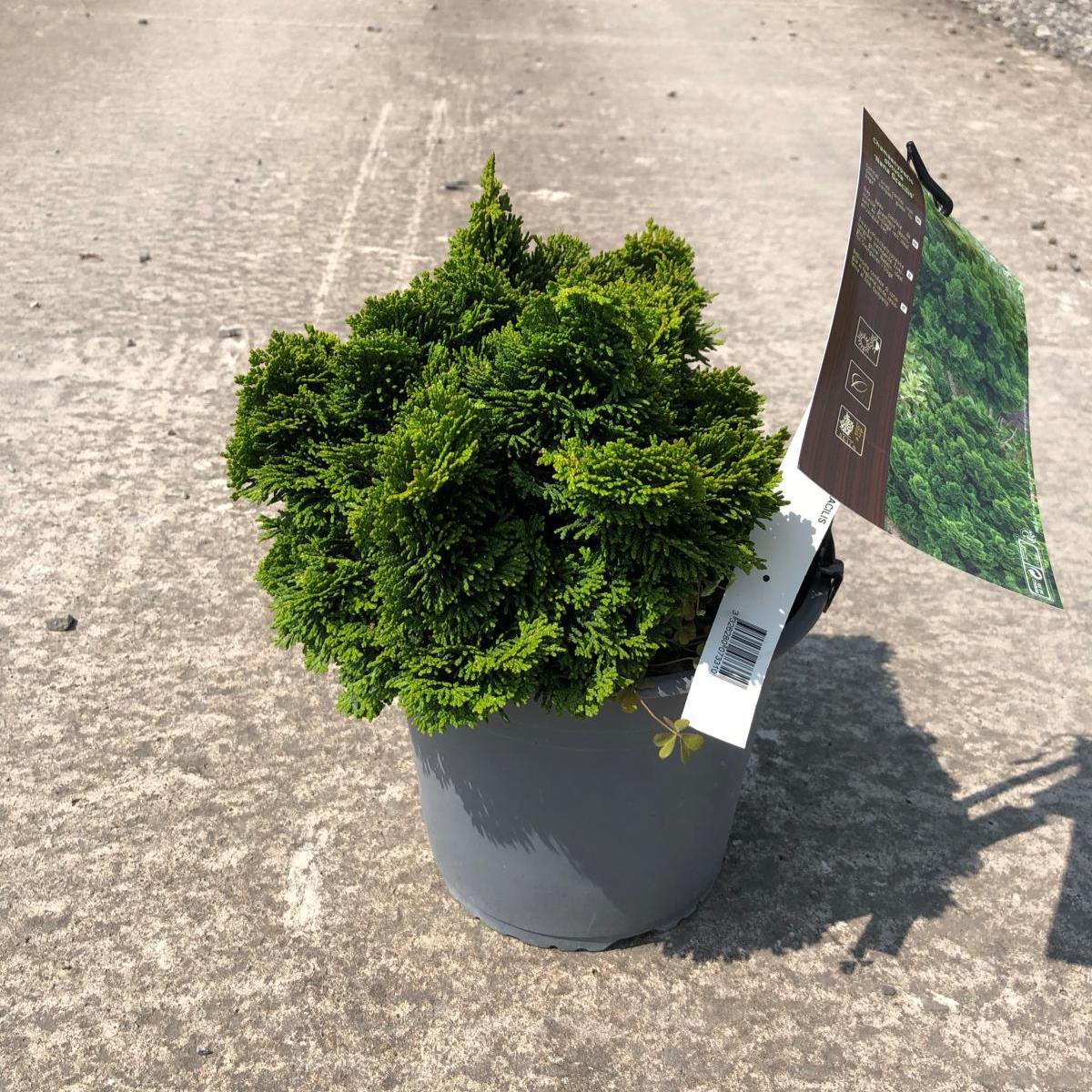 Chamaecyparis Obtusa Nana Gracilis 9 Litre Pot