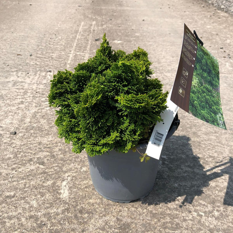 Chamaecyparis Obtusa Nana Gracilis 9 Litre Pot
