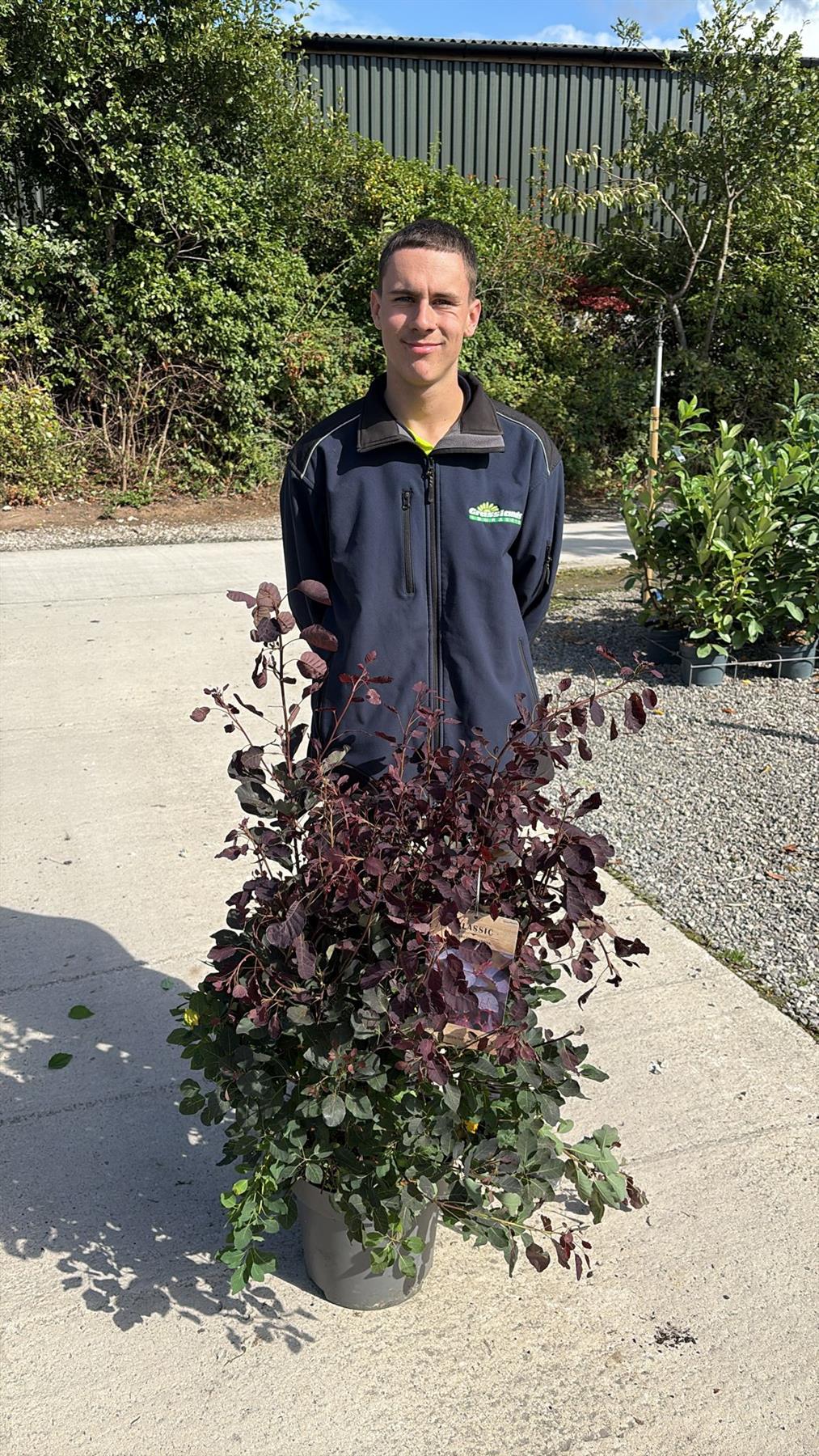 Cotinus cog. Dusky Maiden 12 Litre Pot 80/100cm