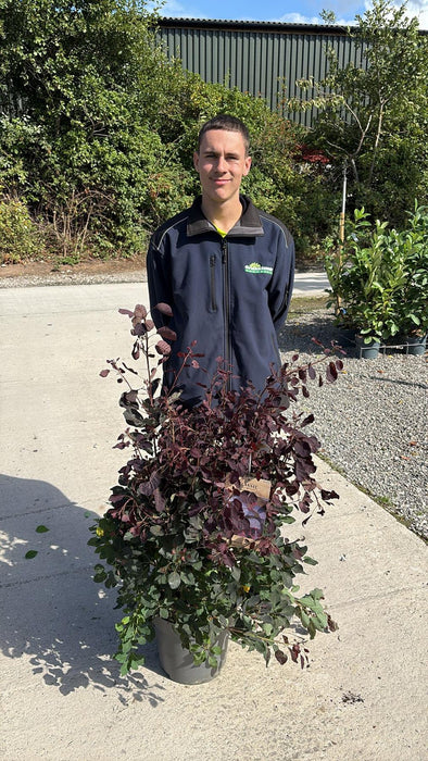Cotinus cog. Dusky Maiden 12 Litre Pot 80/100cm