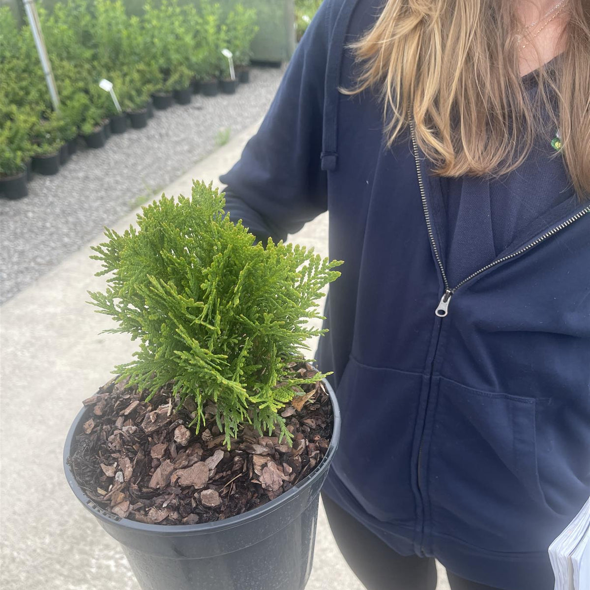 Thuja Occiden. Danica 3 Litre Pot — Grasslands Nursery