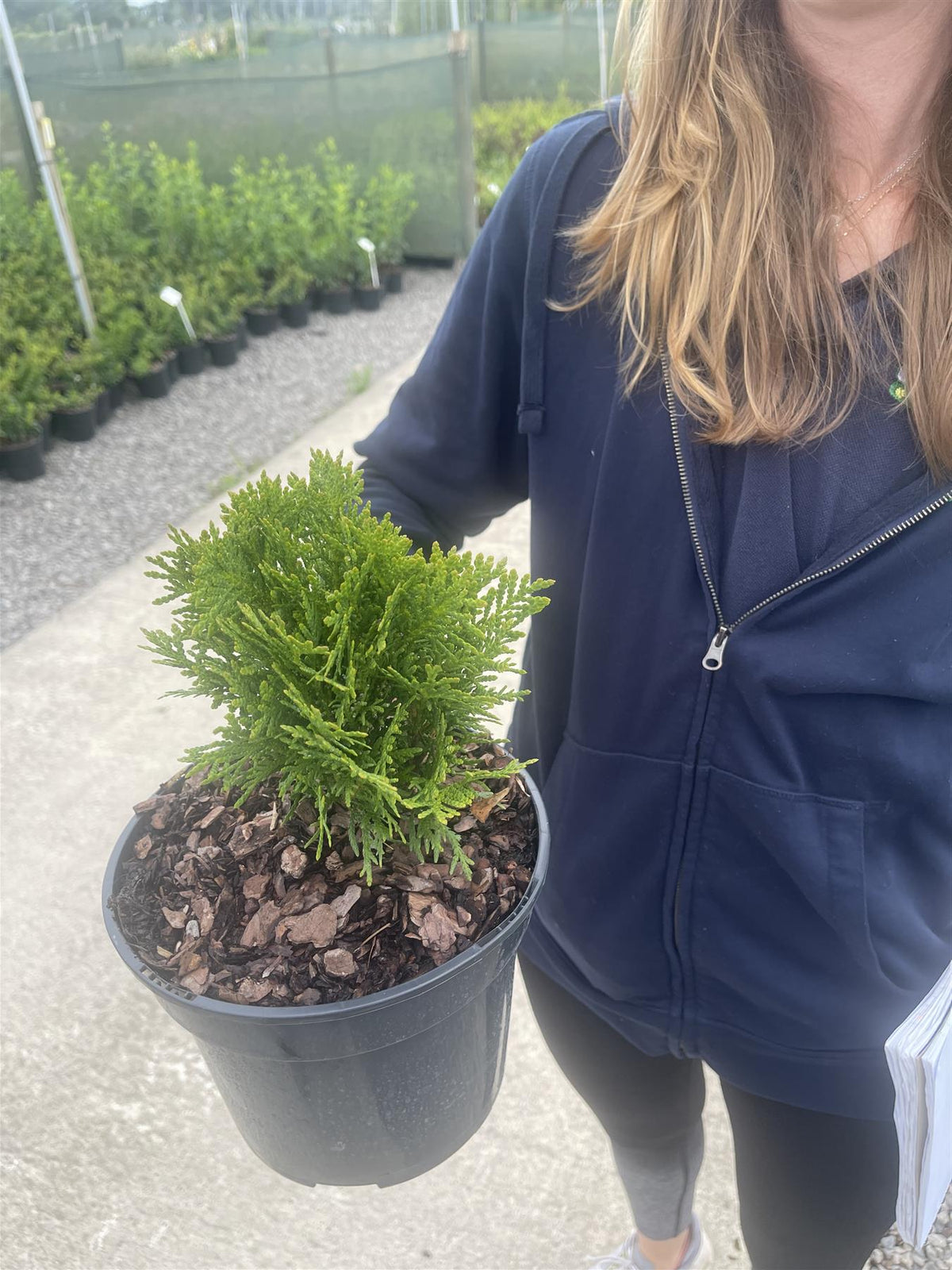 Thuja Occiden. Danica 3 Litre Pot — Grasslands Nursery