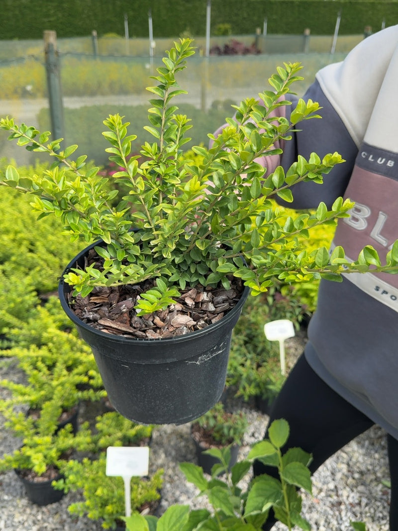 Lonicera nitida 'Ophelie' - Box Honeysuckle 3 Litre Pot