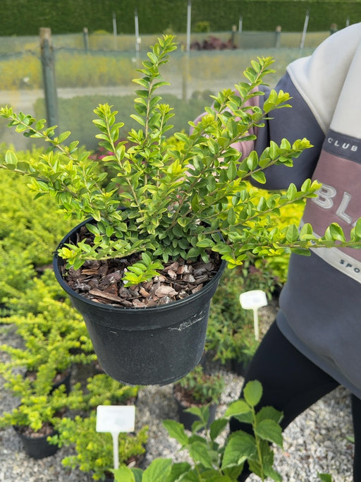 Lonicera nitida 'Ophelie' - Box Honeysuckle 3 Litre Pot