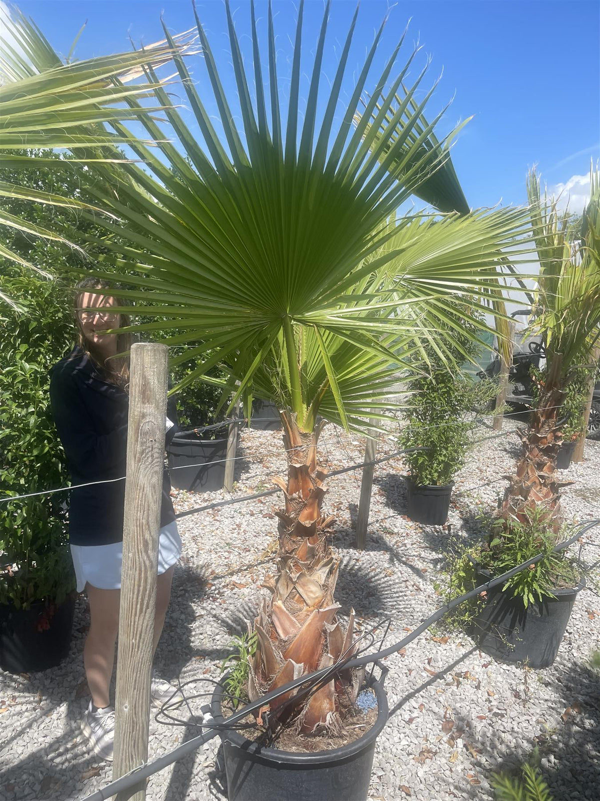 Washingtonia Robusta 70 Litre Pot Trunk Height 50/60cm