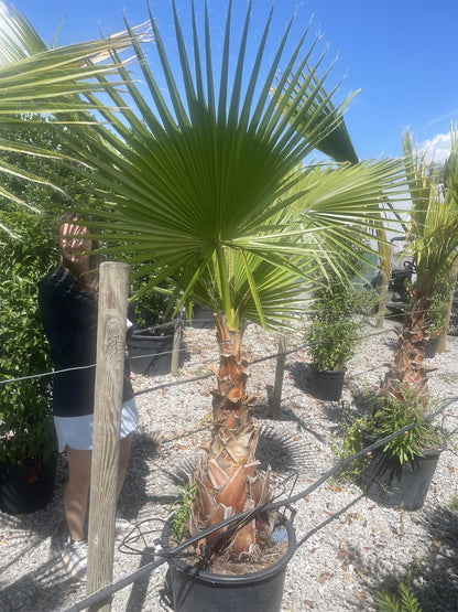 Washingtonia Robusta 70 Litre Pot Trunk Height 50/60cm
