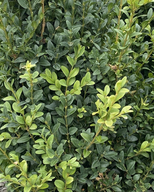 Box Hedging 13cm Pot