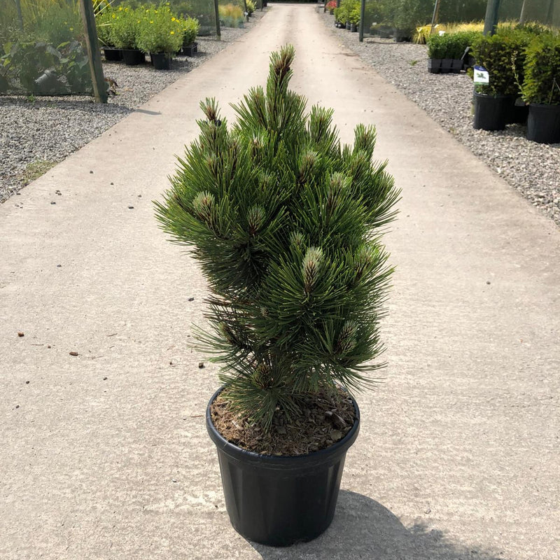 Pinus L. Compact Gem 8 Litre Pot