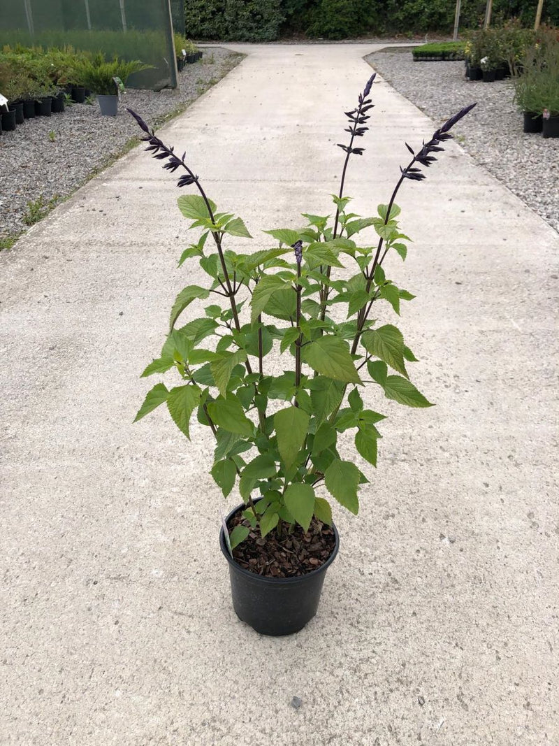 Salvia Amistad 3 Litre Pot
