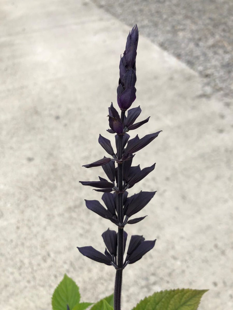 Salvia Amistad 3 Litre Pot