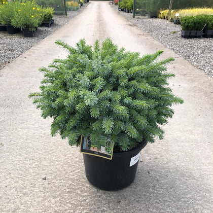 Picea sit. Silberzerg 12 Litre Pot
