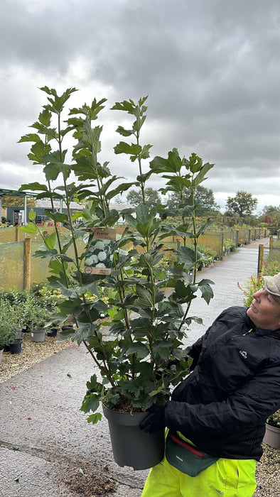 Viburnum opulus Roseum 12 Litre Pot