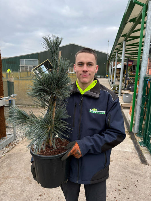 Pinus fl. Vanderwoolfs Pyramid 11 Litre Pot