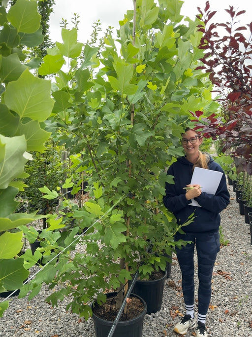 Liriodendron tulipifera 15 Litre Pot