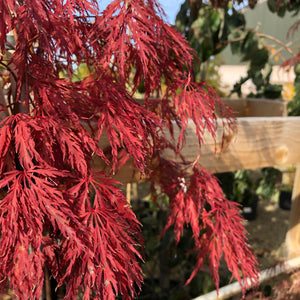 Japanese Maple