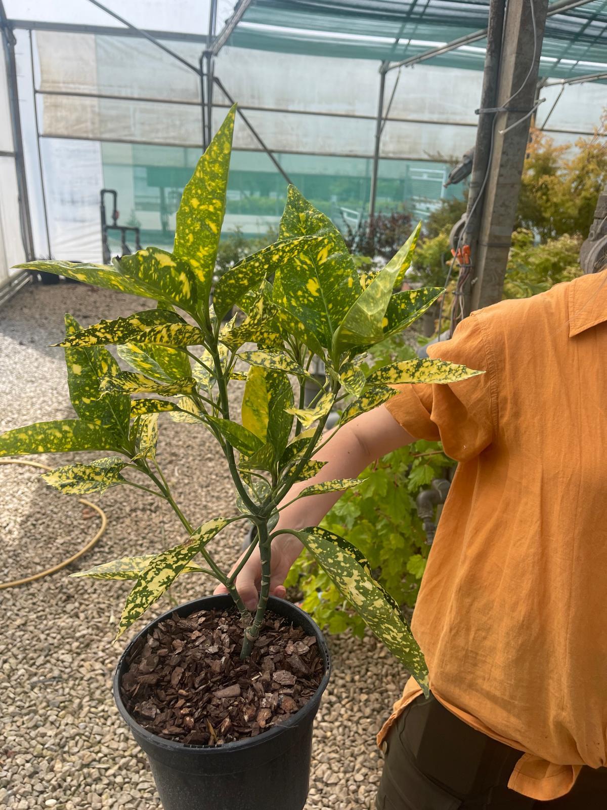Aucuba Japonica Crotonifolia 3 Litre Pot