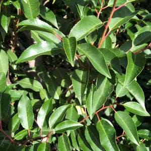 Portuguese Laurel