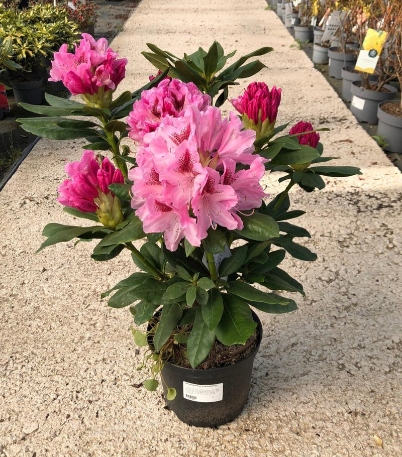 Rhododendron Hybrid Cosmopolitan 5 Litre Pot — Grasslands Nursery